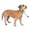 PetSafe Gentle Leader NoPull Dog Headcollar The Ultimate Solution to Pulling Redirects Your Dogs Pulling for Easier Walks Helps You Regain Control Small Apple Green