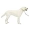 PetSafe Gentle Leader NoPull Dog Headcollar The Ultimate Solution to Pulling Redirects Your Dogs Pulling for Easier Walks Helps You Regain Control Large Apple Green