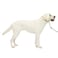 PetSafe Gentle Leader NoPull Dog Headcollar The Ultimate Solution to Pulling Redirects Your Dogs Pulling for Easier Walks Helps You Regain Control Large Apple Green
