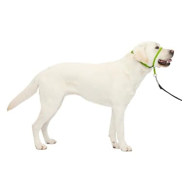 PetSafe Gentle Leader NoPull Dog Headcollar The Ultimate Solution to Pulling Redirects Your Dogs Pulling for Easier Walks Helps You Regain Control Large Apple Green