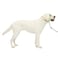 PetSafe Gentle Leader NoPull Dog Headcollar The Ultimate Solution to Pulling Redirects Your Dogs Pulling for Easier Walks Helps You Regain Control Large Apple Green