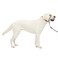 PetSafe Gentle Leader NoPull Dog Headcollar The Ultimate Solution to Pulling Redirects Your Dogs Pulling for Easier Walks Helps You Regain Control Large Charcoal