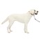 PetSafe Gentle Leader NoPull Dog Headcollar The Ultimate Solution to Pulling Redirects Your Dogs Pulling for Easier Walks Helps You Regain Control Large Charcoal