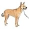 PetSafe Gentle Leader NoPull Dog Headcollar The Ultimate Solution to Pulling Redirects Your Dogs Pulling for Easier Walks Helps You Regain Control Medium Charcoal