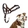 Halti Headcollar Stop Your Dog Pulling on The Leash Adjustable Reflective and Lightweight with Padded Nose Band Dog Training AntiPull Collar for Medium Dogs Size 2 Deep Walnut