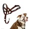 Halti Headcollar Stop Your Dog Pulling on The Leash Adjustable Reflective and Lightweight with Padded Nose Band Dog Training AntiPull Collar for Medium Dogs Size 2 Deep Walnut