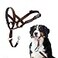 Halti Headcollar Stop Your Dog Pulling on the Leash Adjustable Reflective and Lightweight with Padded Nose Band Dog Training AntiPull Collar for Large Dogs Size 4 Deep Walnut