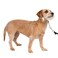 PetSafe Gentle Leader NoPull Dog Headcollar The Ultimate Solution to Pulling Redirects Your Dogs Pulling for Easier Walks Helps You Regain Control Small Silver