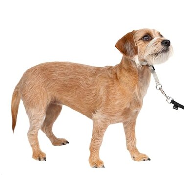 PetSafe Gentle Leader NoPull Dog Headcollar The Ultimate Solution to Pulling Redirects Your Dogs Pulling for Easier Walks Helps You Regain Control Small Silver
