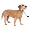 PetSafe Gentle Leader NoPull Dog Headcollar The Ultimate Solution to Pulling Redirects Your Dogs Pulling for Easier Walks Helps You Regain Control Small Silver