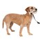 PetSafe Gentle Leader NoPull Dog Headcollar The Ultimate Solution to Pulling Redirects Your Dogs Pulling for Easier Walks Helps You Regain Control Small Charcoal