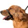 Pets ProMax PetsProMax NoPull Dog Headcollar for Large Dogs AgressiveReactive Dogs Instant Stop Pulling Gentle Training Collar for Dogs Comfortable Safe and Effective WalkingTraining Solution Black L