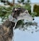SGang Martingale Dog Collar for Greyhound Saluki Whippet and Other Breeds with Similar Neck 2 Wide 1114