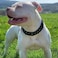 KINGOLDOGS Big Dog Chain Collar 32mm Cuban Link Walking Training Collar with Design Safety Buckle Black Martingale Collars Stainless Steel Strong Heavy Duty Chew Proof Chain for All Breeds MediumLarge