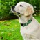 Hikiko Martingale Dog Collars Reflective Nylon Dog Collar with Quick Release Buckle Adjustable Training No Slip Dog Collar Large Green