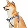Blueberry Pet Soft Comfy 3M Reflective Stepin Pastel Color Padded Dog Harness Chest Girth 26 39 Navy Large Adjustable Harnesses for Dogs