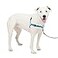 PetSafe Easy Walk Deluxe Dog Harness No Pull Dog Harness Perfect for Leash Harness Training Stops Pets from Pulling and Choking on Walks MediumLarge Ocean