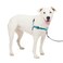 PetSafe Easy Walk Deluxe Dog Harness No Pull Dog Harness Perfect for Leash Harness Training Stops Pets from Pulling and Choking on Walks MediumLarge Ocean