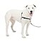 PetSafe Easy Walk Deluxe Dog Harness No Pull Dog Harness Perfect for Leash Harness Training Stops Pets from Pulling and Choking on Walks MediumLarge Steel
