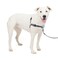 PetSafe Easy Walk Deluxe Dog Harness No Pull Dog Harness Perfect for Leash Harness Training Stops Pets from Pulling and Choking on Walks MediumLarge Steel