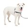PetSafe Easy Walk Deluxe Dog Harness No Pull Dog Harness Perfect for Leash Harness Training Stops Pets from Pulling and Choking on Walks MediumLarge Steel
