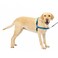 PetSafe Easy Walk NoPull Dog Harness Ultimate Harness to Help Stop Pulling PullFree Walks Take Control Teach Better Leash Manners Patented Martingale Loop Design Royal Blue Large