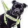 Dexil Friendly Known as Friendly to All Green Colour Coded Non Pull LXL Dog Harness Prevents Accidents by Warning Others of Your Dog in Advance