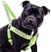 Dexil Friendly Known as Friendly to All Green Colour Coded Non Pull LXL Dog Harness Prevents Accidents by Warning Others of Your Dog in Advance