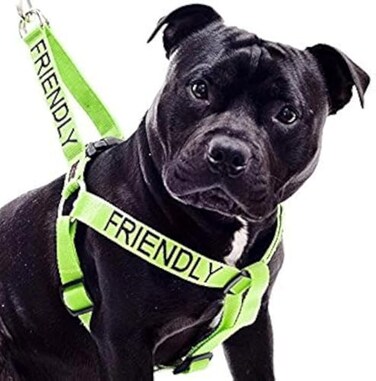 Dexil Friendly Known as Friendly to All Green Colour Coded Non Pull LXL Dog Harness Prevents Accidents by Warning Others of Your Dog in Advance
