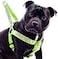 Dexil Friendly Known as Friendly to All Green Colour Coded Non Pull LXL Dog Harness Prevents Accidents by Warning Others of Your Dog in Advance