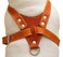 Dogs My Love Genuine Leather Dog Harness Medium 25529 Chest Size 1 Wide Amstaff Pitbull