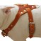 Dogs My Love Genuine Leather Dog Harness Medium 25529 Chest Size 1 Wide Amstaff Pitbull
