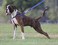 Rogz Reflective Stepin Adjustable Harness for Small Dogs matching collar and lead available Blue