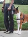 PetSafe Easy Walk Deluxe Dog Harness No Pull Dog Harness Perfect for Leash Harness Training Stops Pets from Pulling and Choking on Walks Large Steel