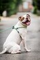 Harness Lead No Pull Dog Harness and Leash Set Anti Pull Dog Harness OnePiece Cushioned Rope Safely Prevents Escaping and Pulling MediumLarge PeacockBlueLime