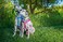 Rogz Reflective Adjustable H Harness for Small Dogs matching collar and leash available Turquoise