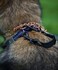 Herm Sprenger HS Prong Collar Safety Clip Black 68 Pack of 1 Dog Leash Safety Strap Enhanced Durability for Secure Leash Connection Ideal for Safe Walk and Training