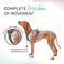 Halti Anatomy Dog Harness with Handle Padded Adjustable Reflective No Pull Dog Harness 3 Leash Attachment Points Including Front Clip Suitable for Medium Dogs Size M Teal