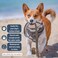 DJANGO Tahoe No Pull Dog Harness EscapeProof Dog Harness for Small Medium with Front Back Clips for Everyday Use Adjustable Padded Reflective Secure Fit Easy OnOff Poppy Gray Medium