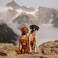 Wilderdog Lightweight Dog Harness with Reflective Straps Medium Sienna