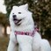 QQPETS Dog Harness Leash Set Adjustable Heavy Duty No Pull Halter Harnesses for Small Medium Large Breed Dogs Back Clip AntiTwist Perfect for Walking