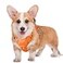 BARKBAY No Pull Dog Harness Large Reflective Dog Harness with Front Clip and Easy Control Handle for Walking Training Running with ID tag PocketOrangeM