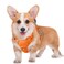 BARKBAY No Pull Dog Harness Large Reflective Dog Harness with Front Clip and Easy Control Handle for Walking Training Running with ID tag PocketOrangeM