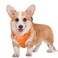 BARKBAY No Pull Dog Harness Large Reflective Dog Harness with Front Clip and Easy Control Handle for Walking Training Running with ID tag PocketOrangeM