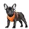 BARKBAY No Pull Dog Harness Large Reflective Dog Harness with Front Clip and Easy Control Handle for Walking Training Running with ID tag PocketOrangeS