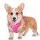 BARKBAY No Pull Dog Harness Large Reflective Dog Harness with Front Clip and Easy Control Handle for Walking Training Running with ID tag PocketPinkM