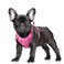 BARKBAY No Pull Dog Harness Large Reflective Dog Harness with Front Clip and Easy Control Handle for Walking Training Running with ID tag PocketPinkS