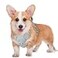 BARKBAY No Pull Dog Harness Large Reflective Dog Harness with Front Clip and Easy Control Handle for Walking Training Running with ID tag PocketGreyM