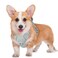 BARKBAY No Pull Dog Harness Large Reflective Dog Harness with Front Clip and Easy Control Handle for Walking Training Running with ID tag PocketGreyM