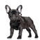 BARKBAY No Pull Dog Harness Large Reflective Dog Harness with Front Clip and Easy Control Handle for Walking Training Running with ID tag PocketBlackS